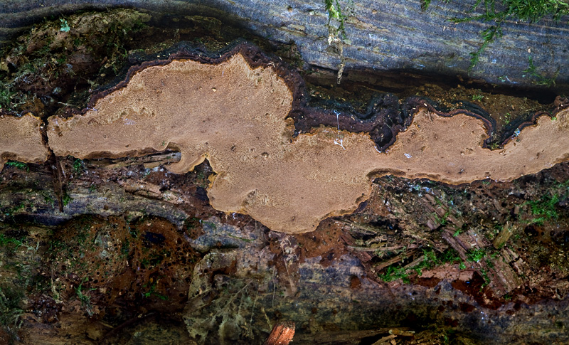 Phellinus nigrolimitatus